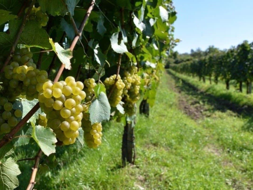 Day Trips and Tours 8-Albania Tirana Wine Tasting
