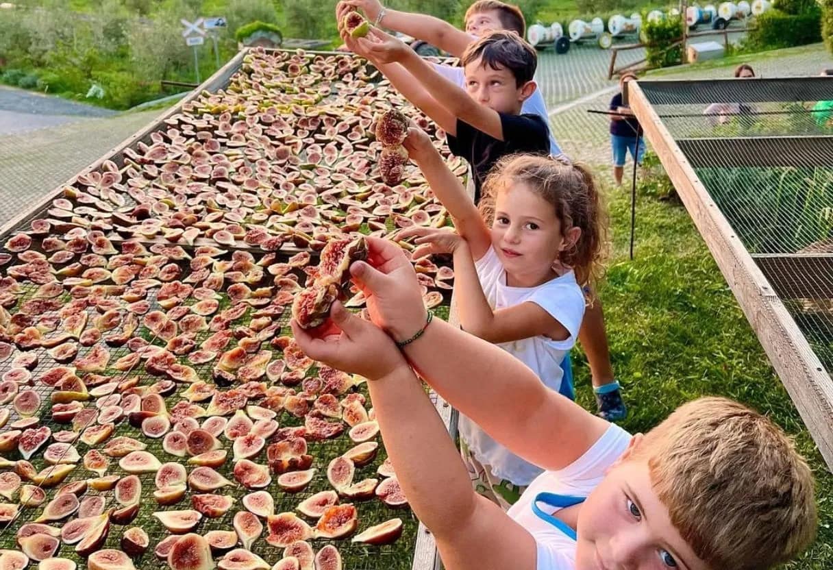 Children picking and learning about fresh figs at sunset at Mrizi i Zanave farm-to-table restaurant in Fishtë, Albania — an InAlb family experience - Albania All-Inclusive